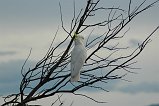 Sulphur-Crested Cockatoo 102